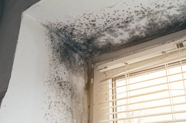 Affordable Hvac And Air Duct Mold Remediation solutions in Phoenix, OR